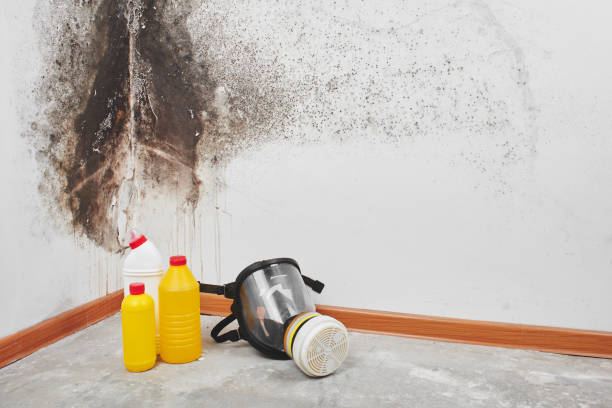 Best Professional Mold Removal  in Cedar Springs, MI