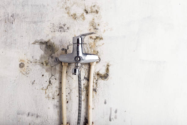 Best Mold Cleaning Services  in Cedar Springs, MI