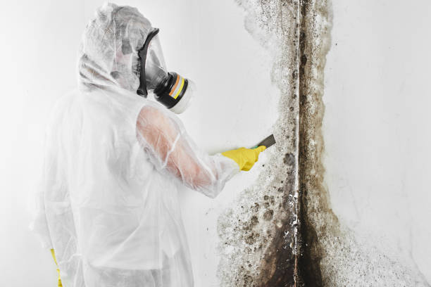 Best Certified Mold Removal  in Cedar Springs, MI