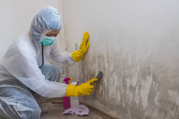 Best Office Mold Removal Services  in Cedar Springs, MI