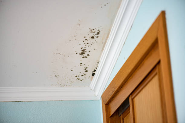Best Fast Mold Removal  in Cedar Springs, MI