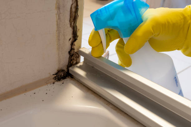 Best Best Mold Removal Companies  in Cedar Springs, MI