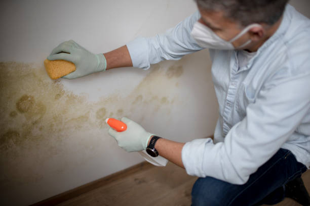 Best Water Damage Restoration  in Cedar Springs, MI