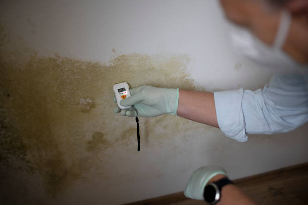 Best Mold Removal Near Me  in Cedar Springs, MI