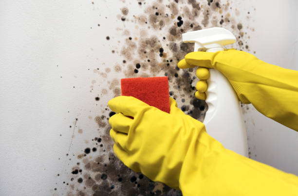 Home Mold Removal in Cedar Springs, MI