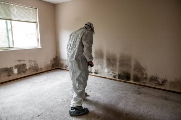 Best Toxic Mold Removal  in Cedar Springs, MI
